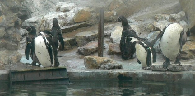 k-ny pingvinek