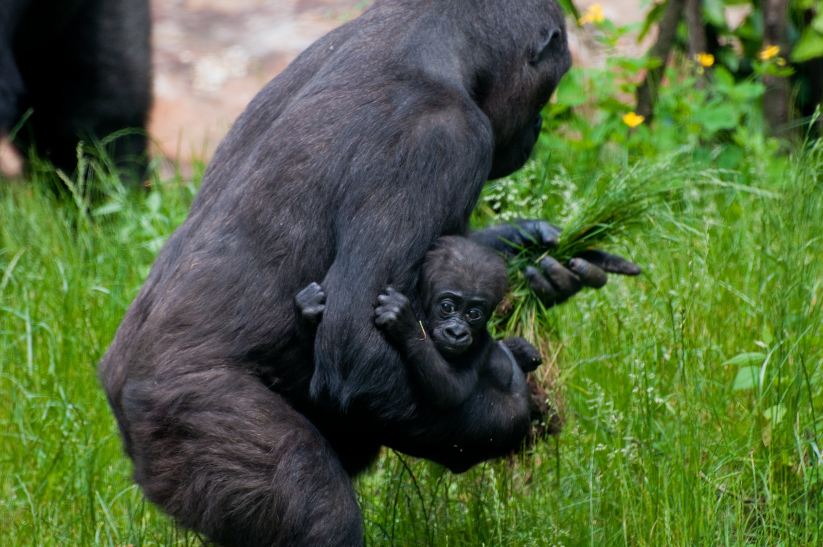 zoo2010-0204