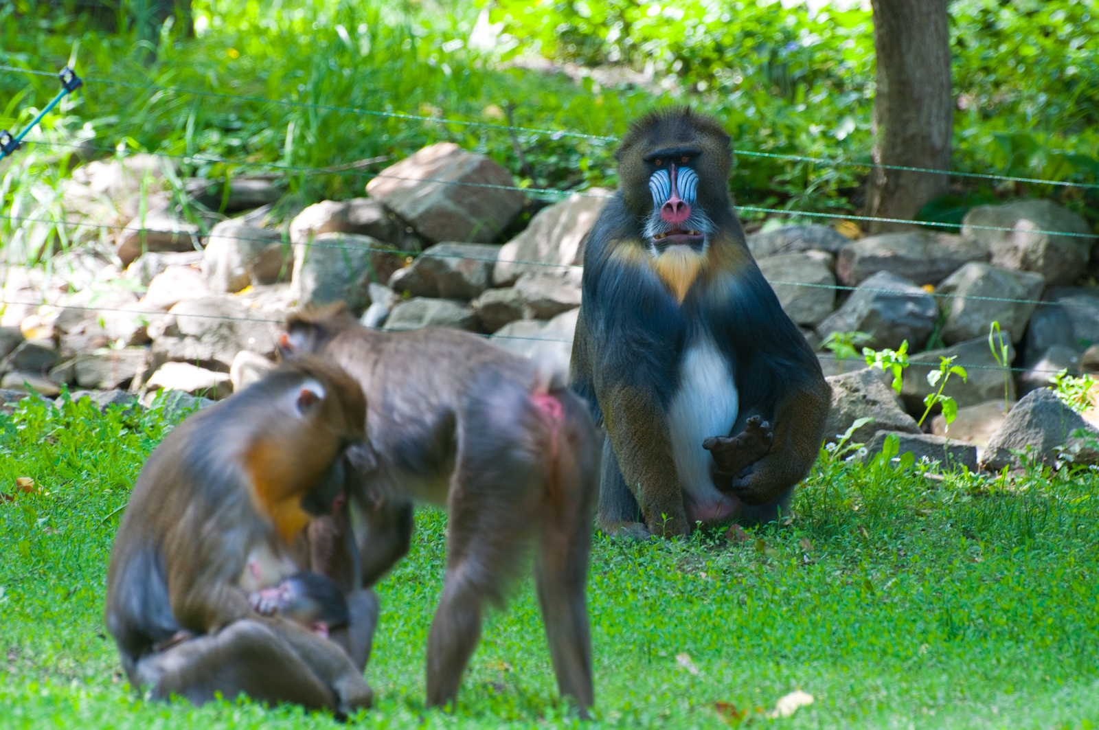 zoo2010-0248