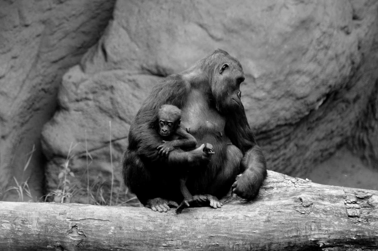 zoo2010-0137-3