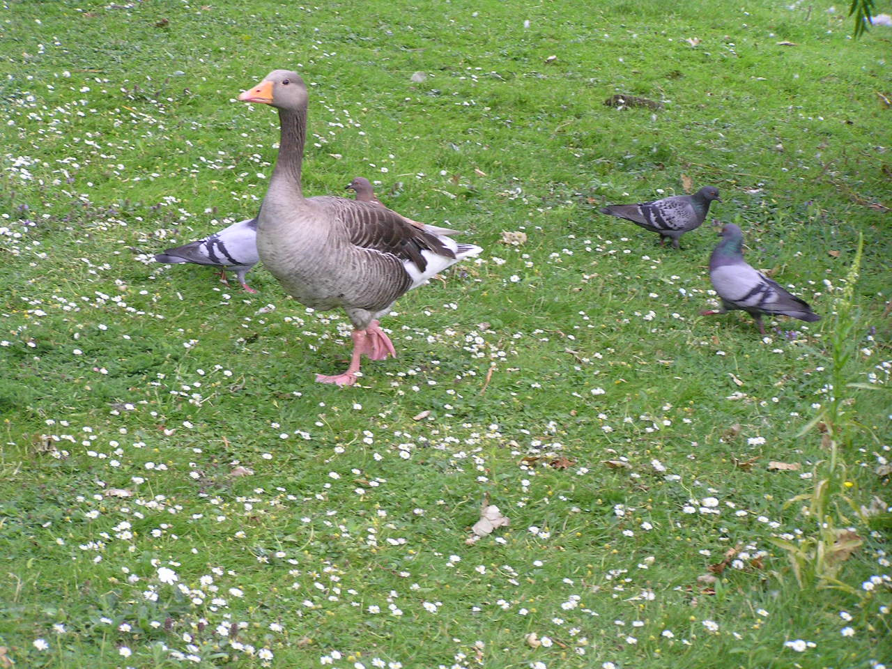 London 053 St. James park