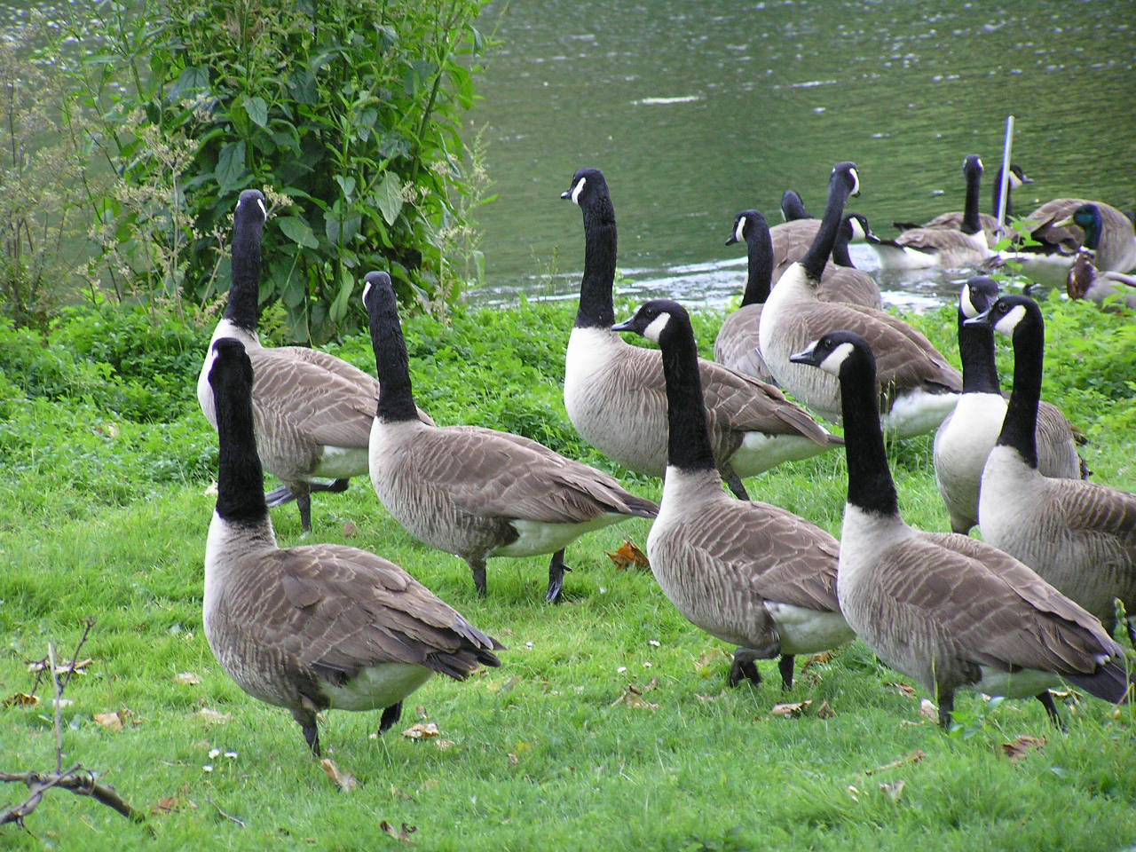 London 061 St. James park