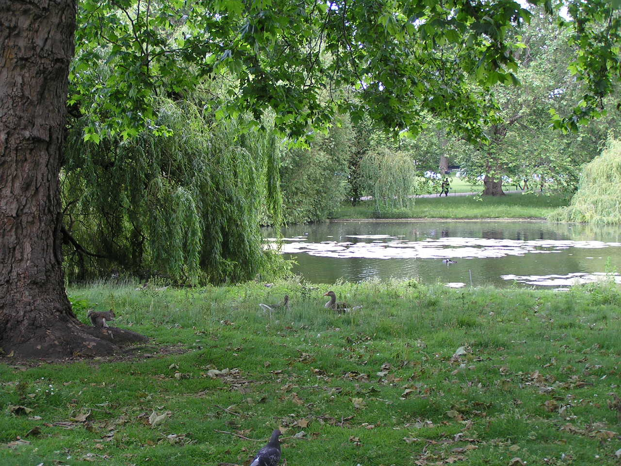 London 064 St. James park Mókussal