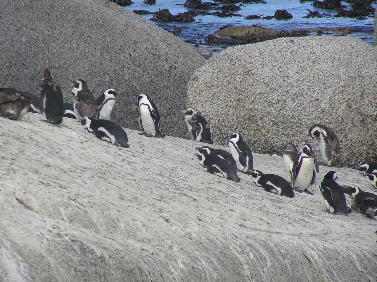 233 Simons Town pingvinkolónia