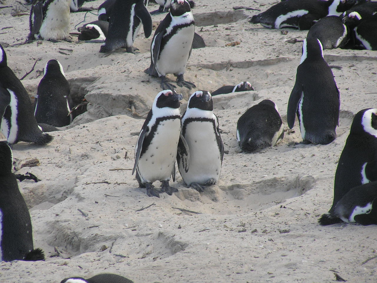 248 Pingvinek