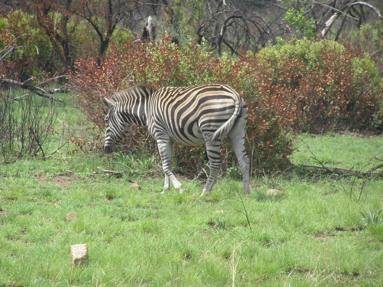 717 Zebra