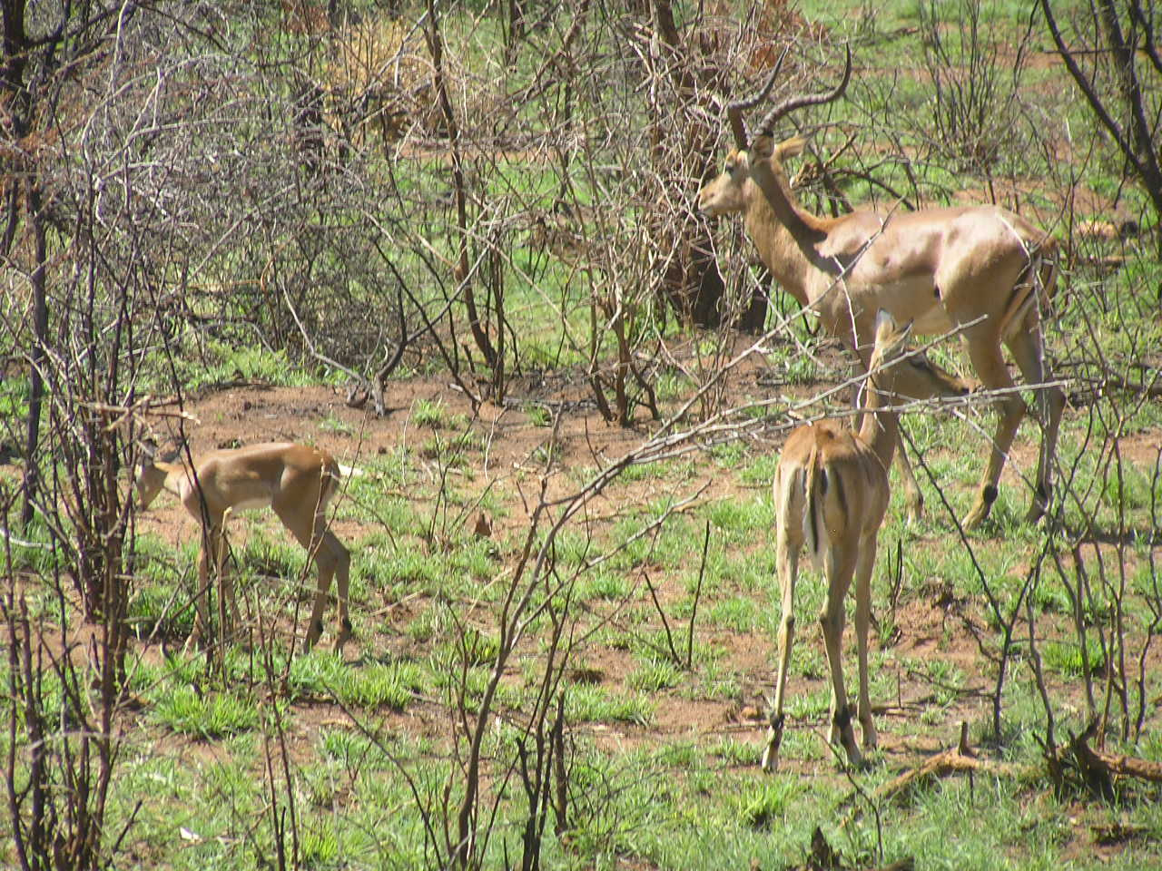 700 Pilanesberg