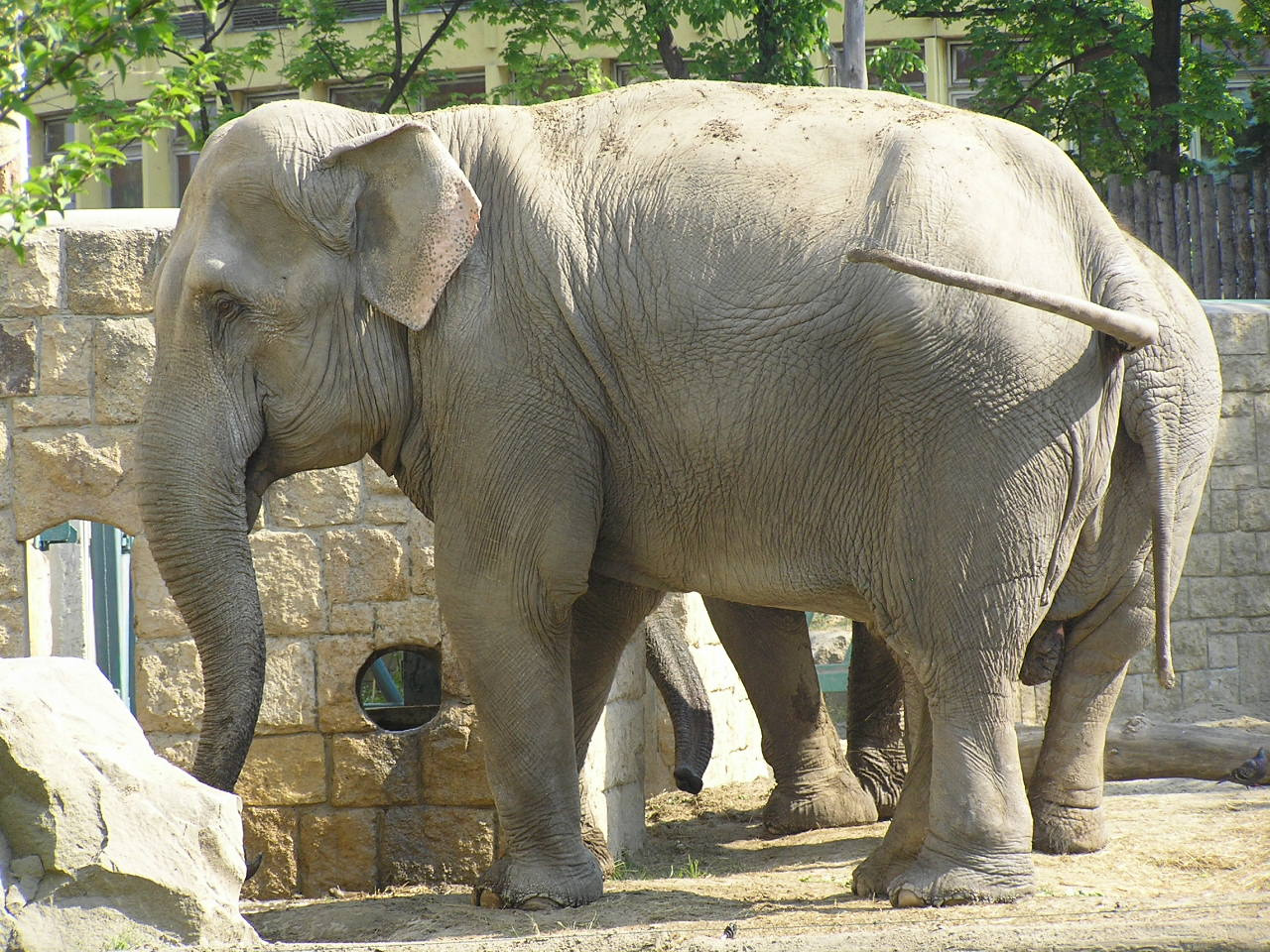 034 Elefánt