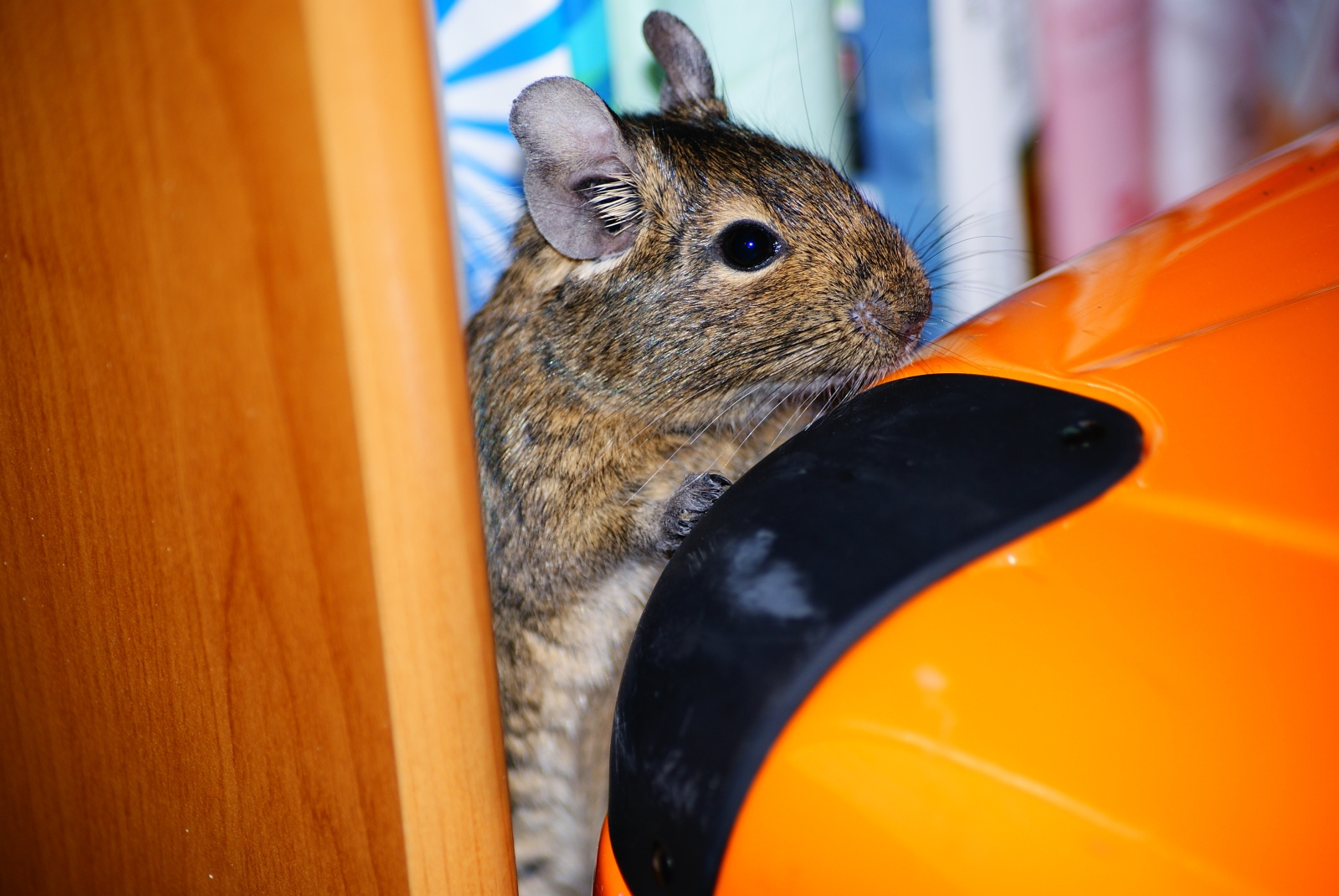 Degu