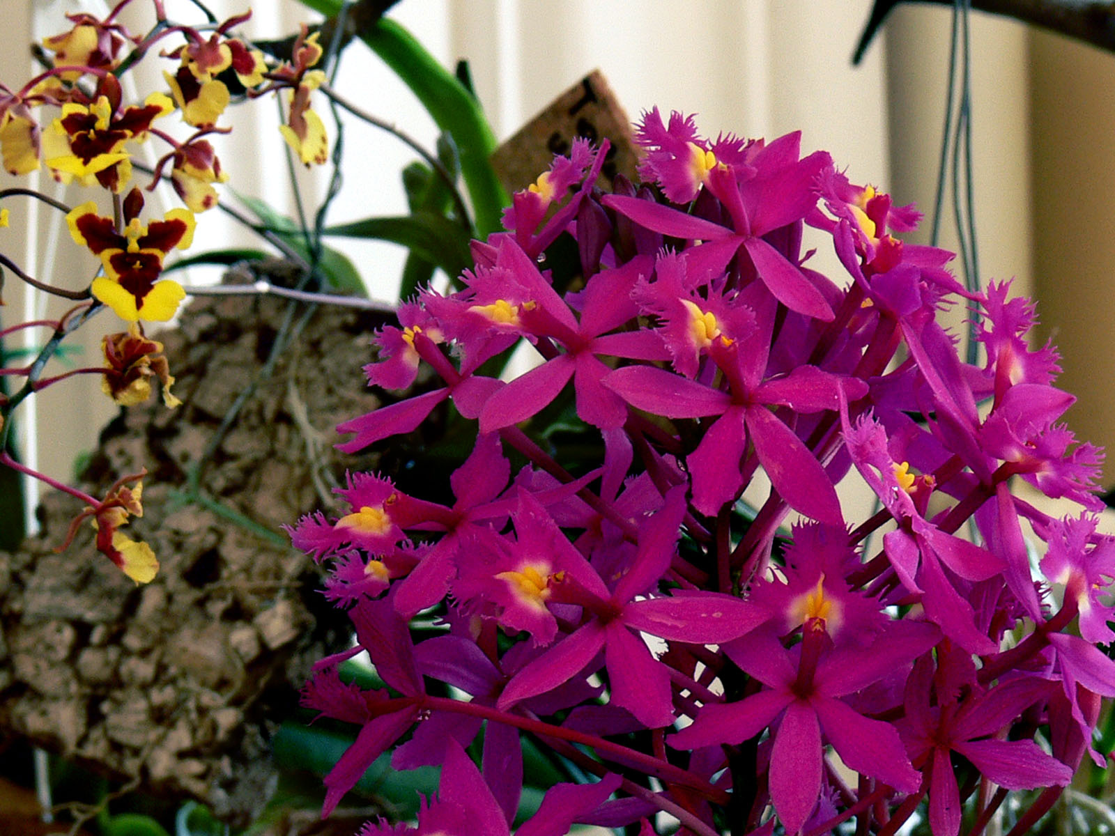 orchidea (epidendrum ibaguense)