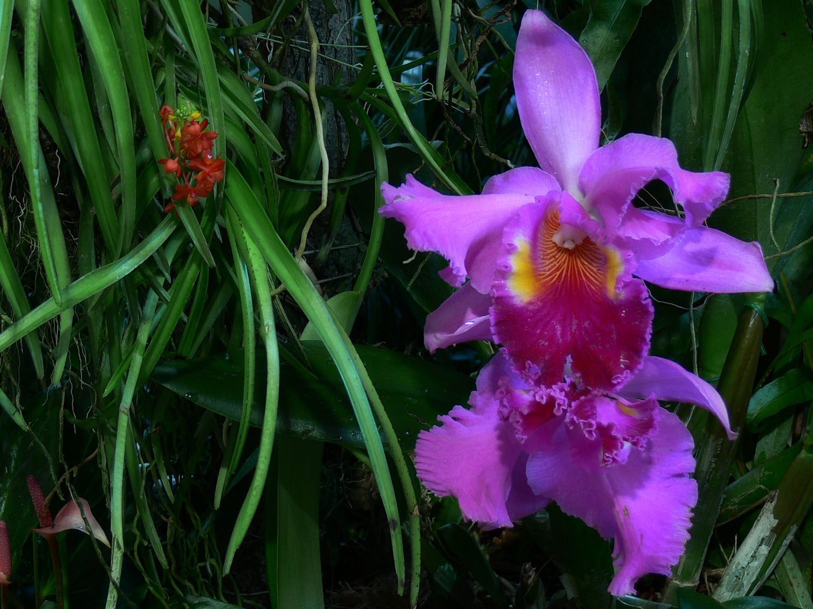 orchidea (cattleya digmos)