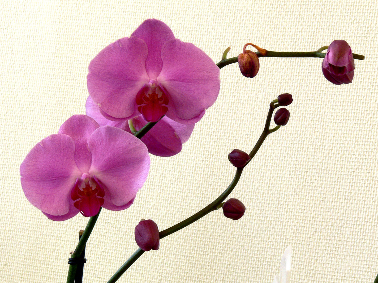 orchidea 111