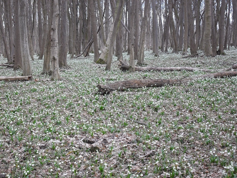 Dobogó-erdő