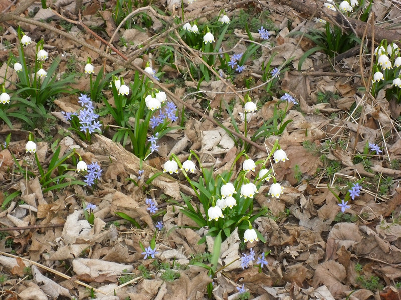 Dobogó-erdő