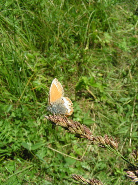 Fehéröves szénalepke (Coenonympha arcania)