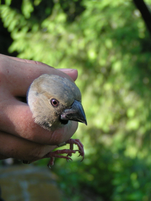 Meggyvágó (Coccothraustes coccothrausstes) portré