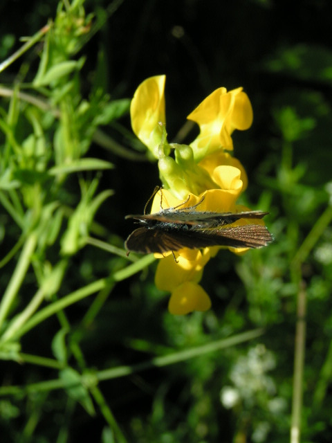 Közönséges ökörszemlepke (Aphantopus hyperantus)