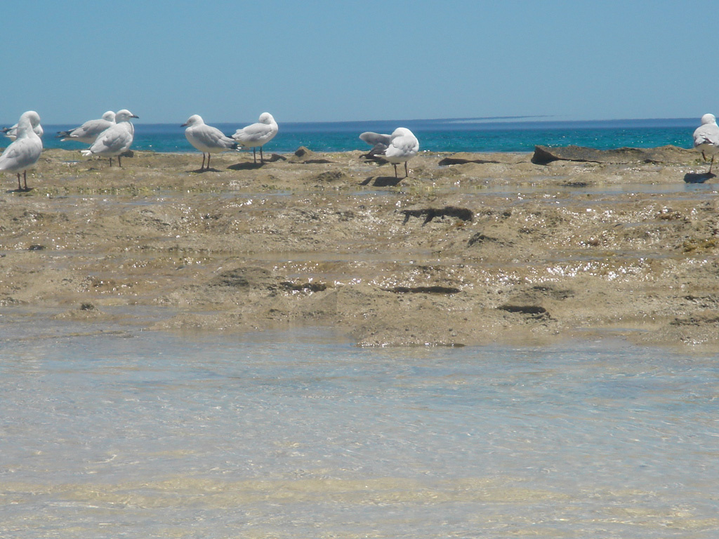 Australia 2007 -4- YANCHEP 381