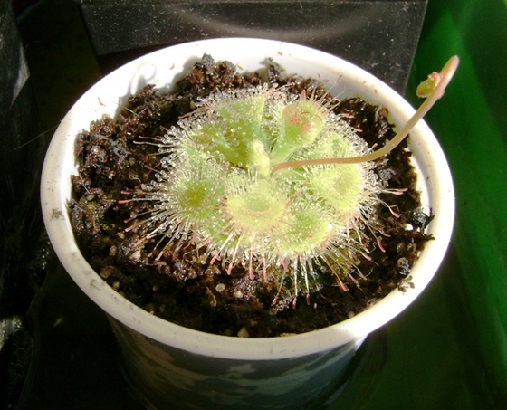 drosera 001