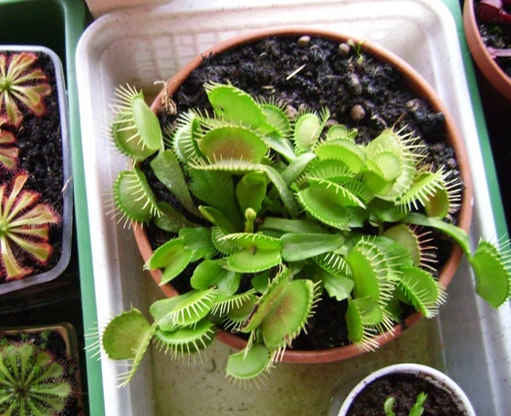 Dionaea muscipula 005