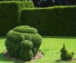 buxus6