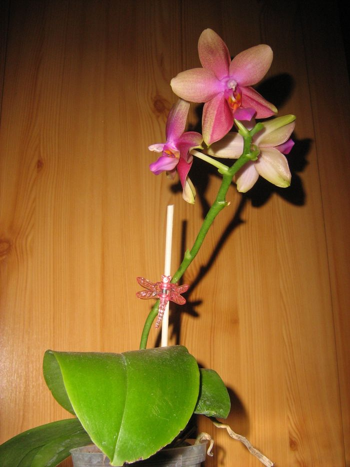 Phalaenopsis, Sweet Memory 'Liodoro'