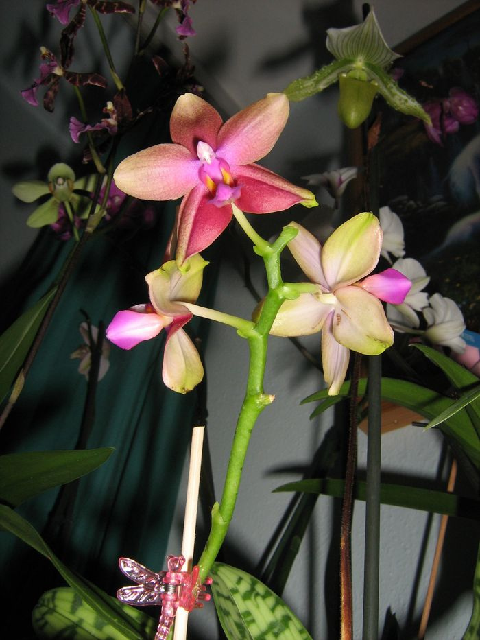 Phalaenopsis, Sweet Memory 'Liodoro'