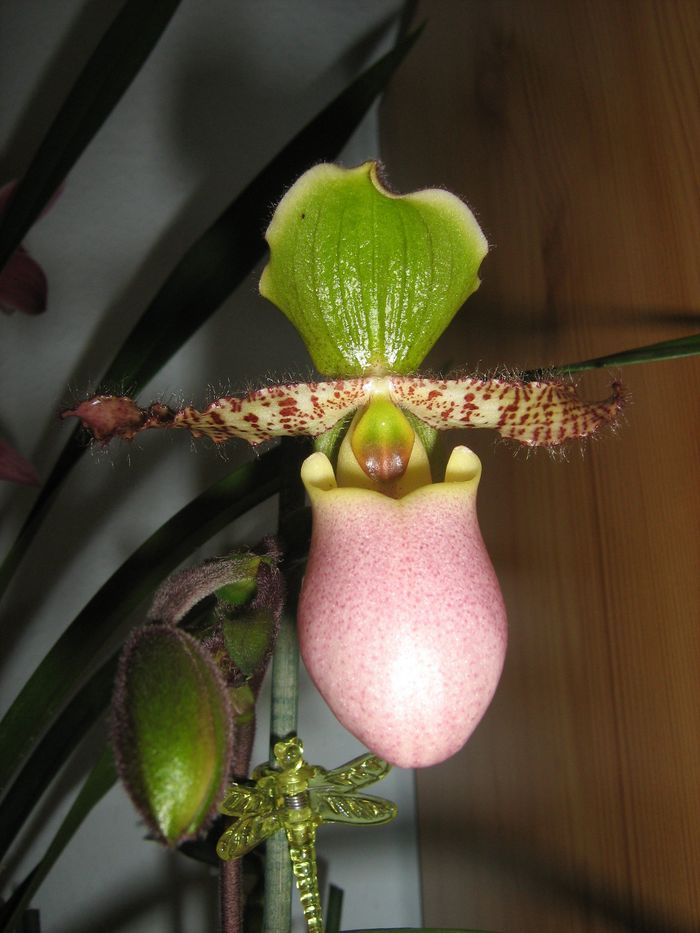 Paphiopedilum 'liemianum'