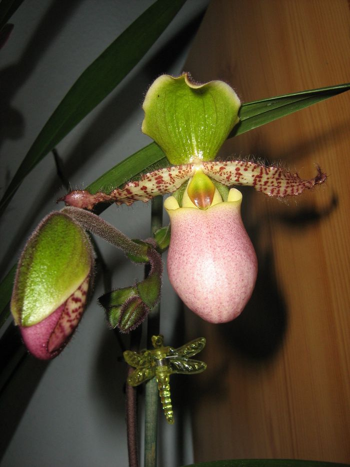 Paphiopedilum 'liemianum'