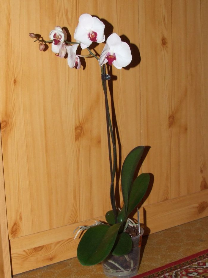 Doritaenopsis City Girl ‘Madonna’