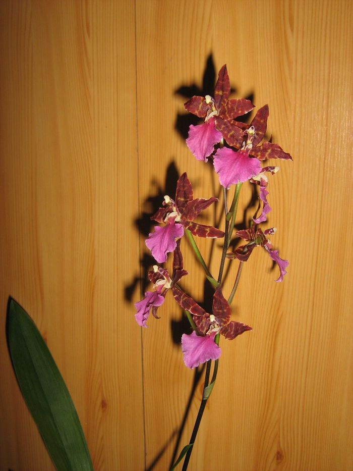 Odontoglossum 'Violetta von Holm'