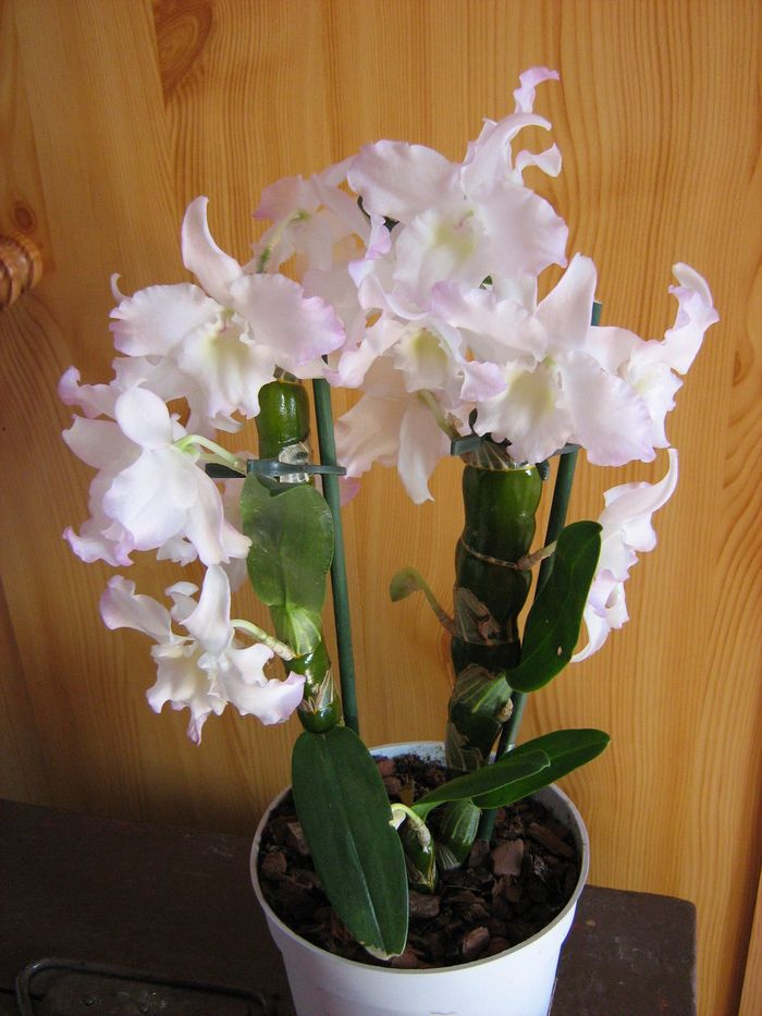 Dendrobium Sea Mary 'Snow King'