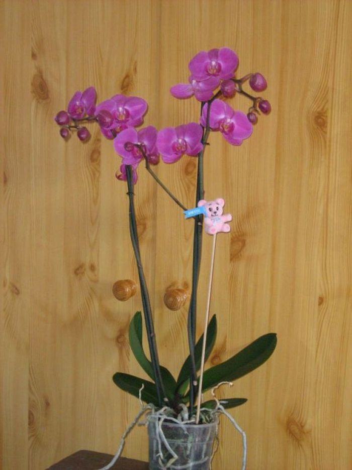 Phalaenopsis 'Atlantis'