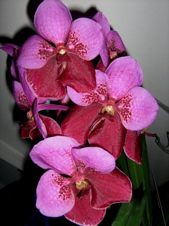 Vanda Michael Swerdlow 'Crownfox' (Pártáskosbor)