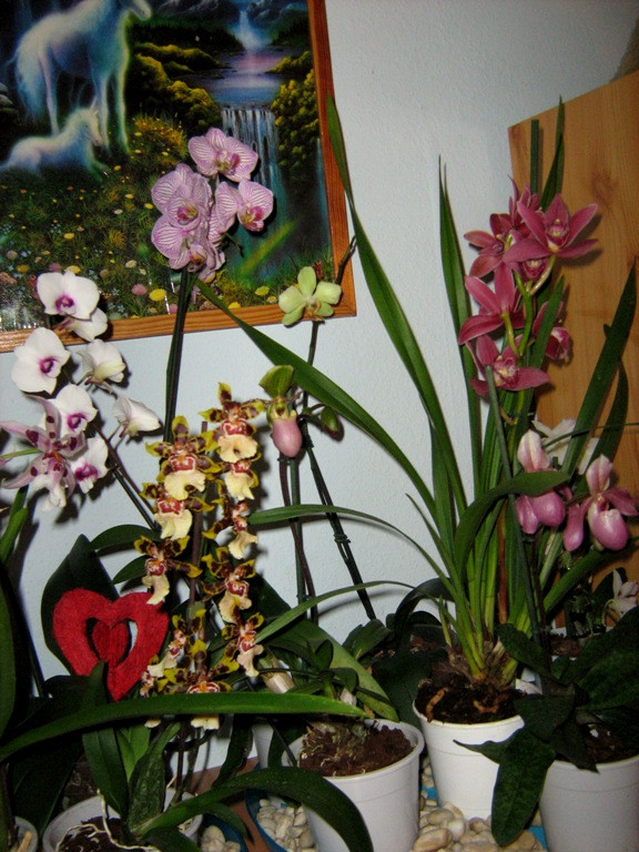 orchideáim...