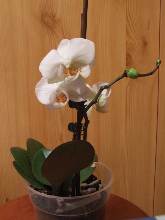 Kicsi phalaenopsis