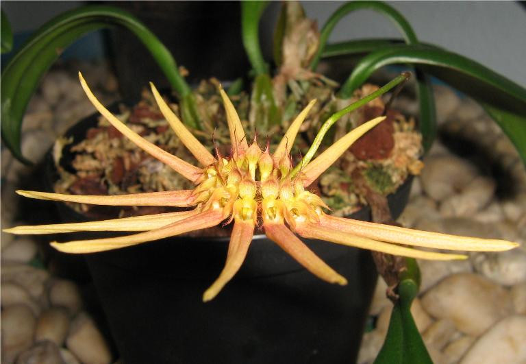 Bulbophyllum makoyanum