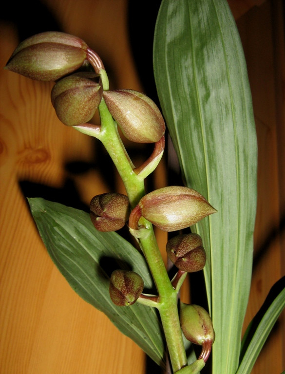 Catasetum tennabrosum