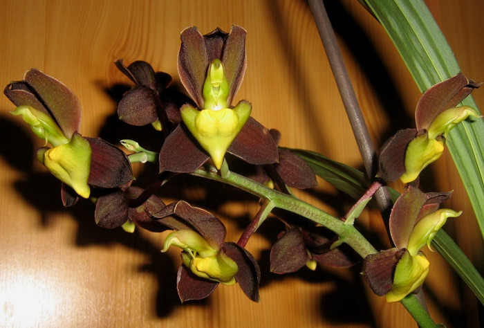 Catasetum tennabrosum