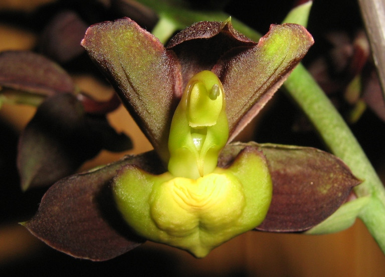 Catasetum tennabrosum