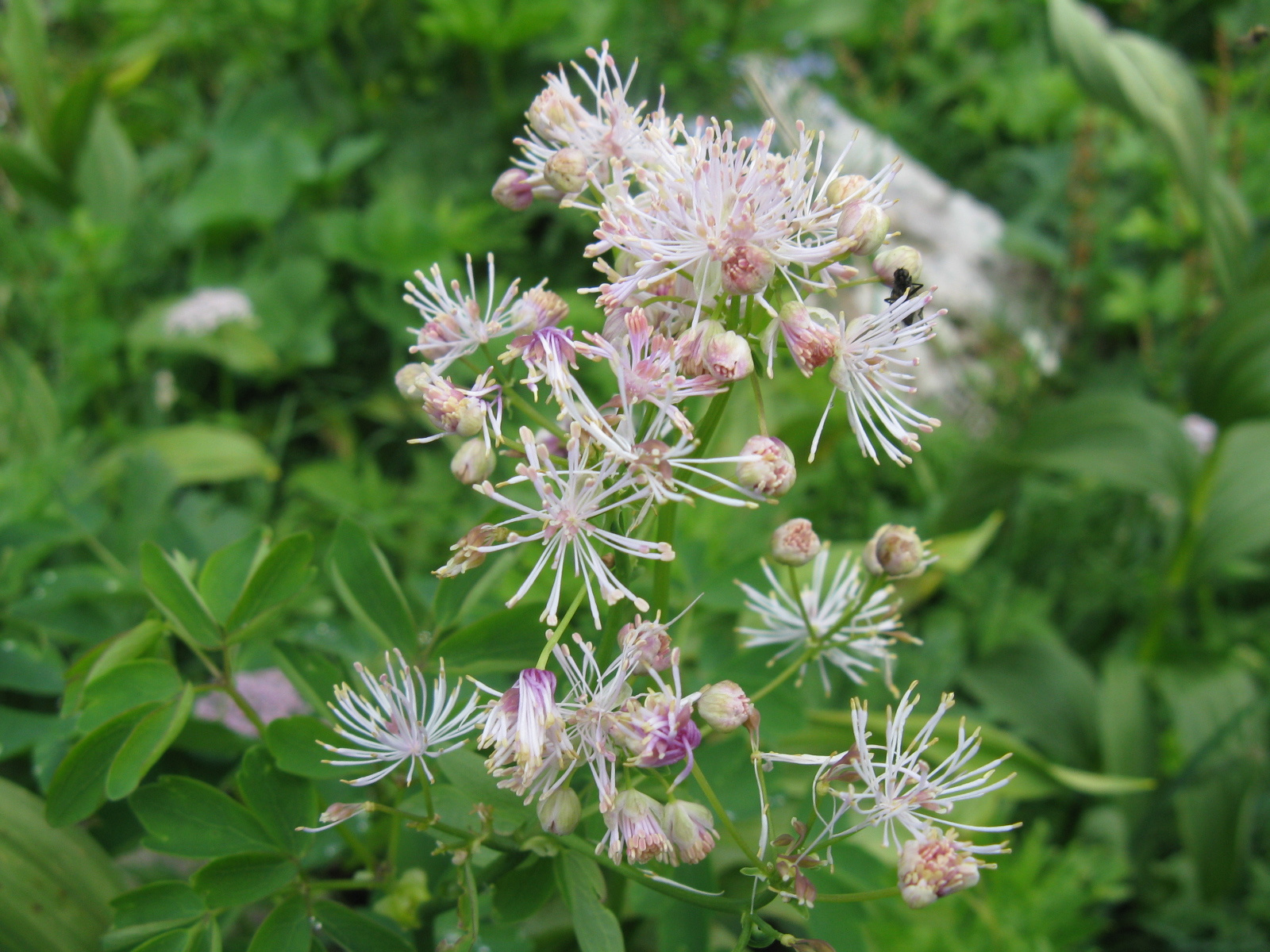 Erdei borkóró Thalictrum aquilegifolium1