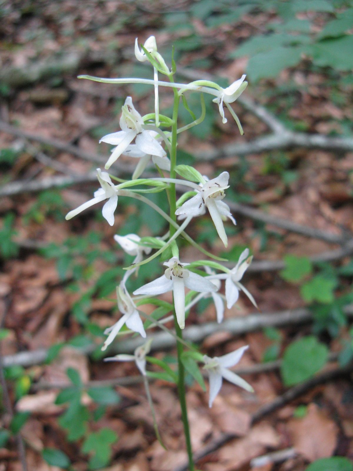 Fehér sarkvirág Platanthera bifolia1