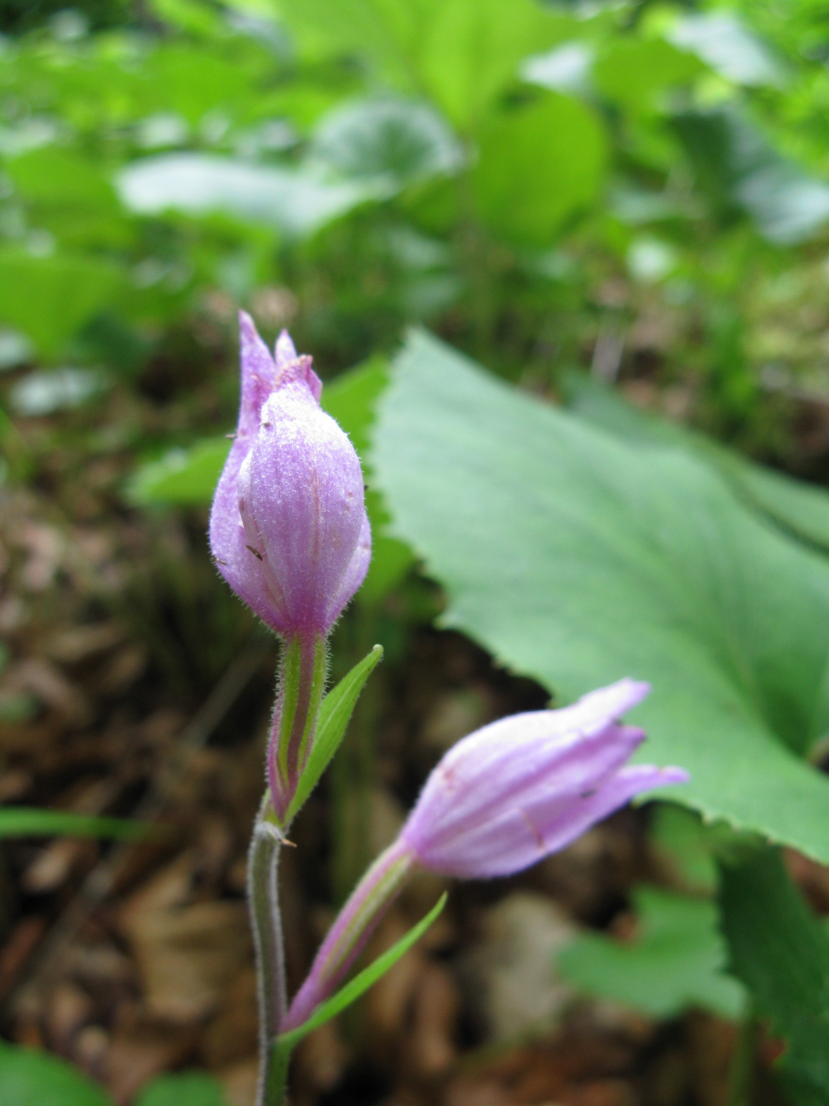 Piros madársisak Cephalanthera rubra