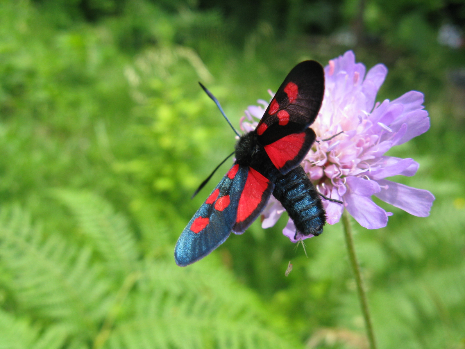 Vérpettyes csüngőlepke Zygaena angelicae