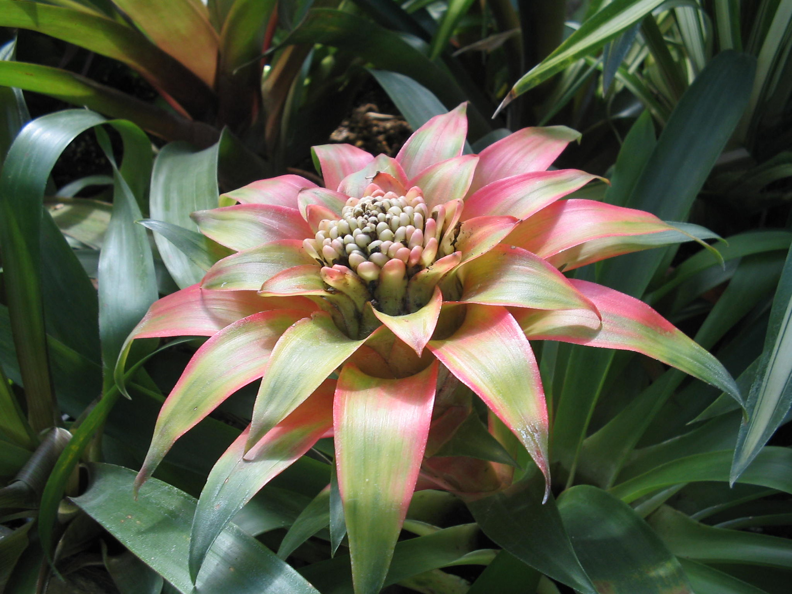 Bromelia