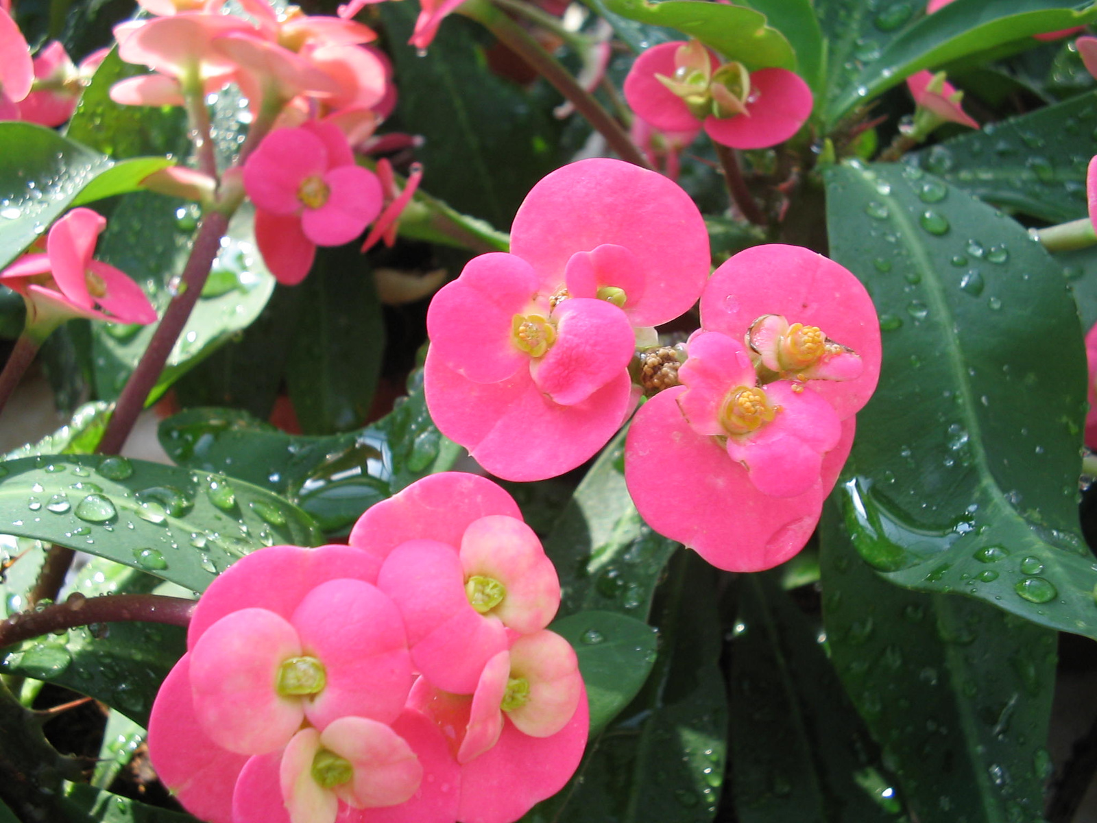 Euphorbia