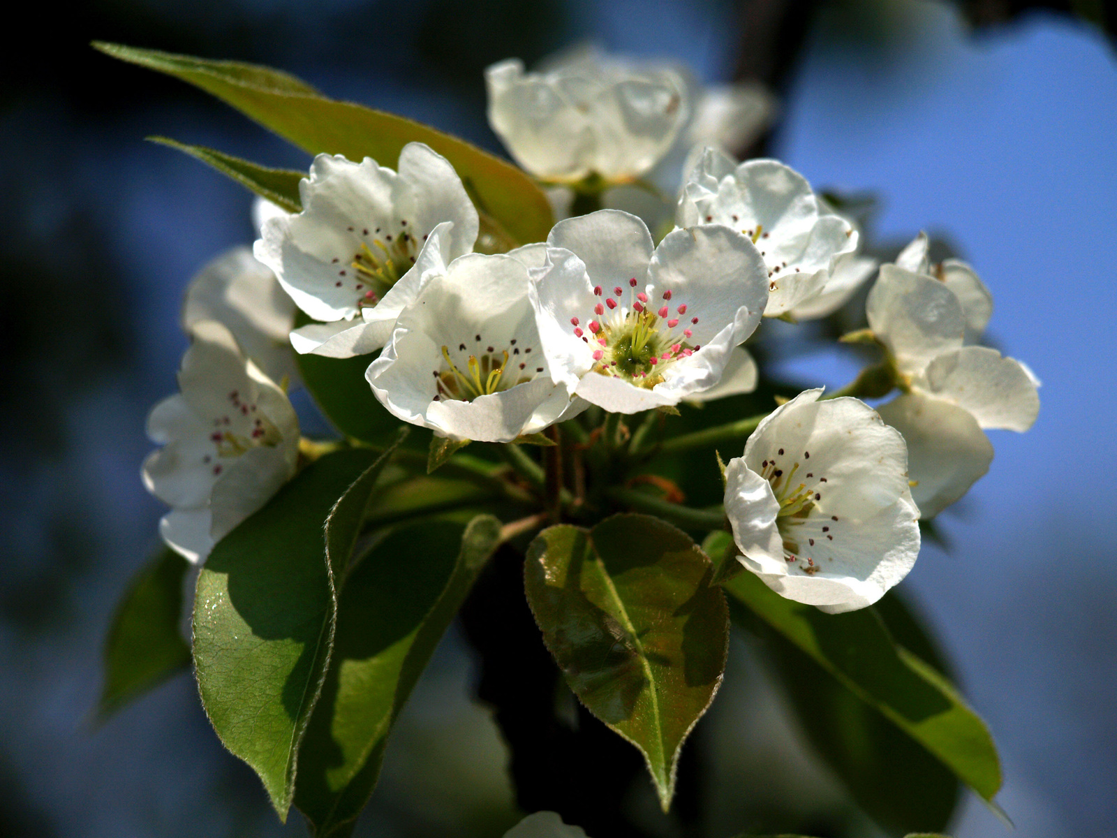 körtefa virág