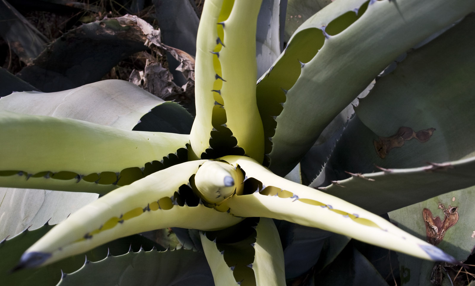 Agave