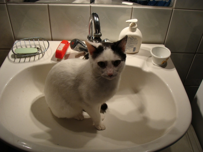 Cat in sink