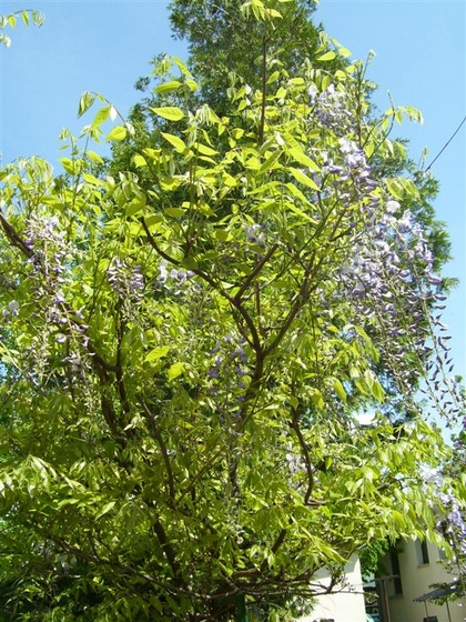 kínai lilaakác (wisteria sinensis) első virágai